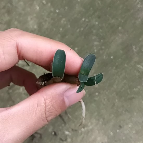 @****无花朵特色花卉君子兰小苗君