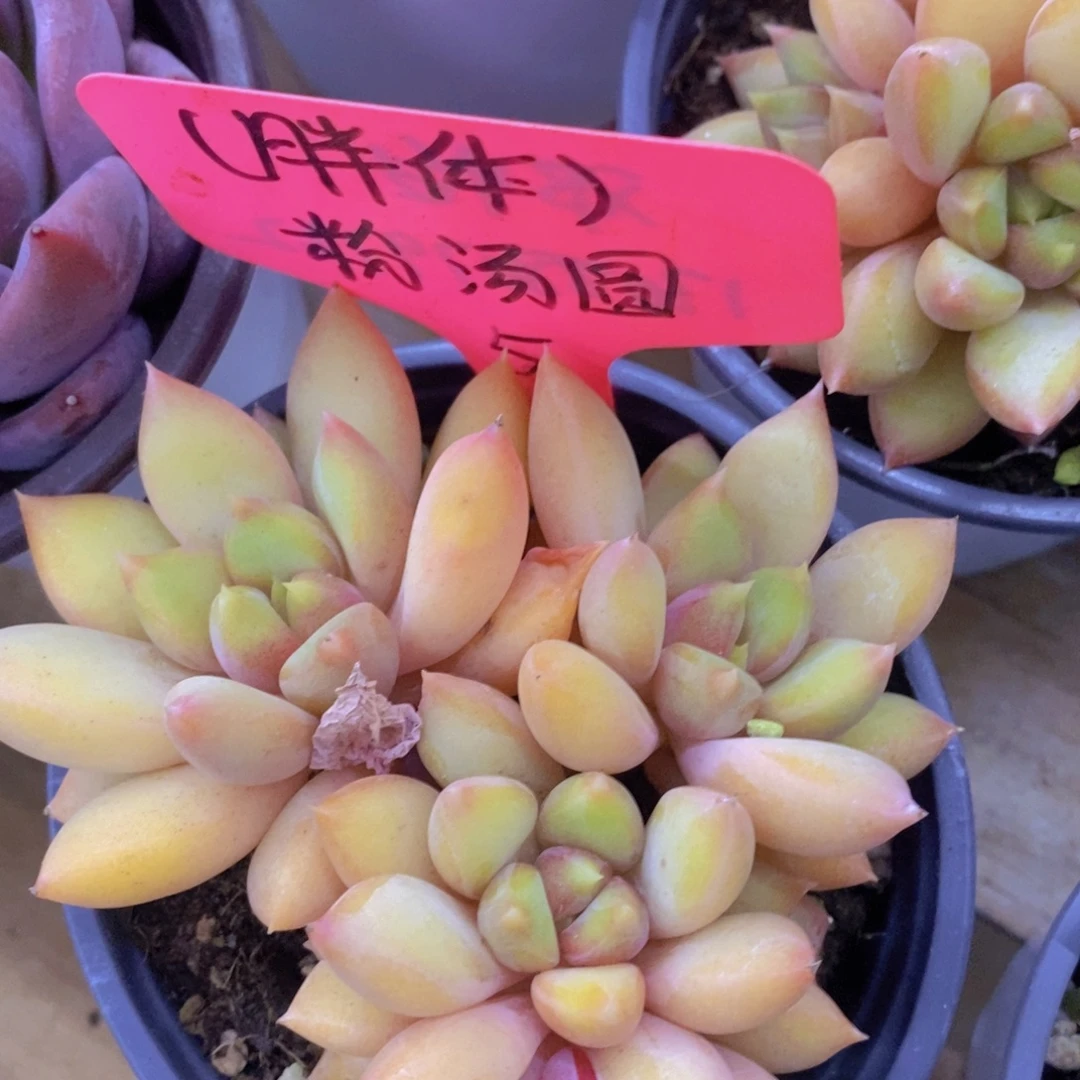 开心多肉，一物一拍，一单包邮