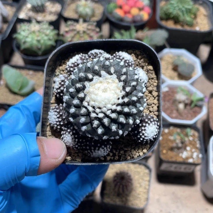 巴**雨276旋转墨碟仙人球