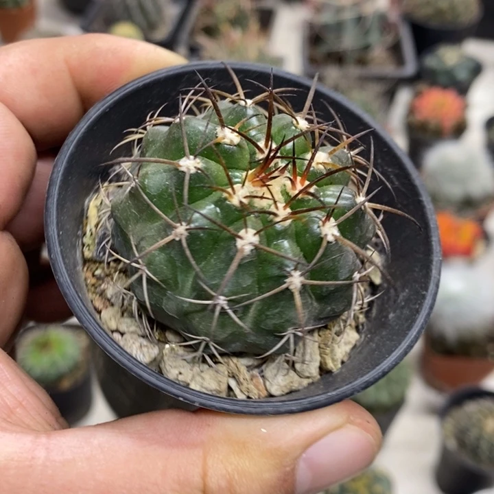 实生圆盘玉特价福利