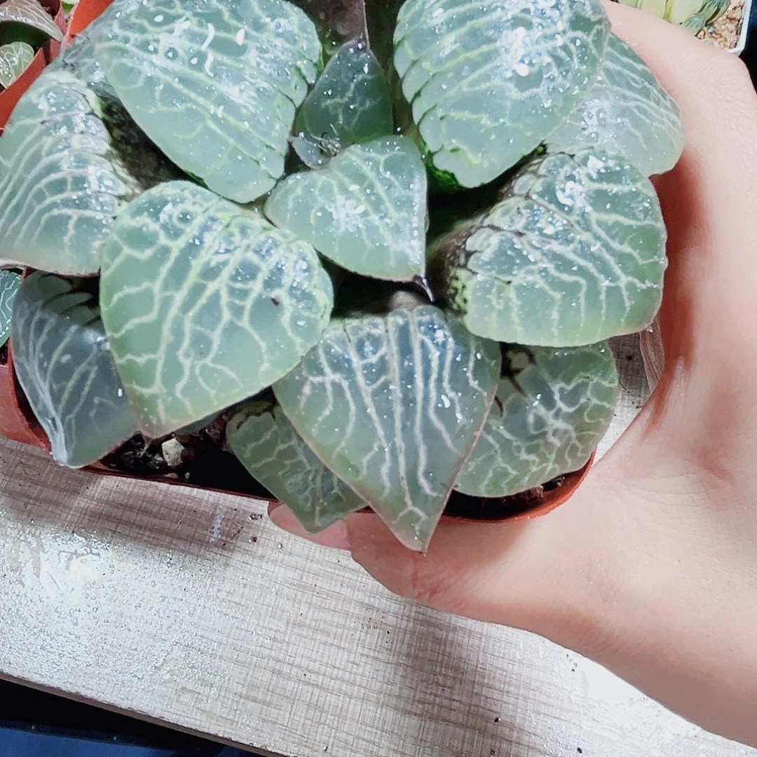 水晶康平多肉植物