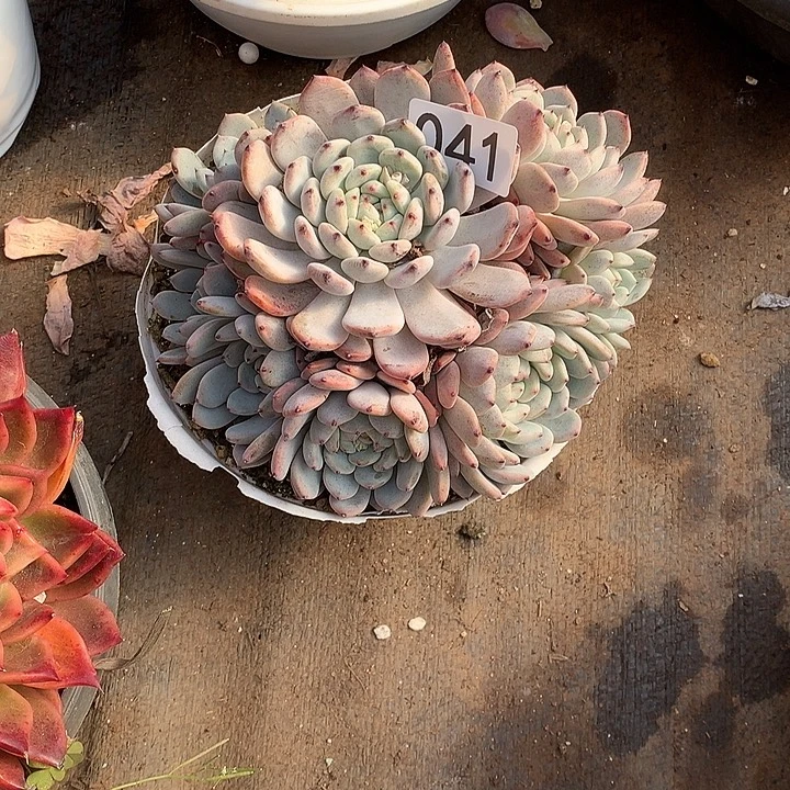 041雪爪 一物一拍多肉