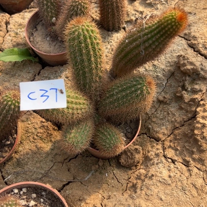 冰***洁C37金妞头龟一颗30