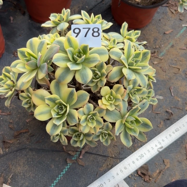 N****星爆多肉植物不包损978会氧化发黑