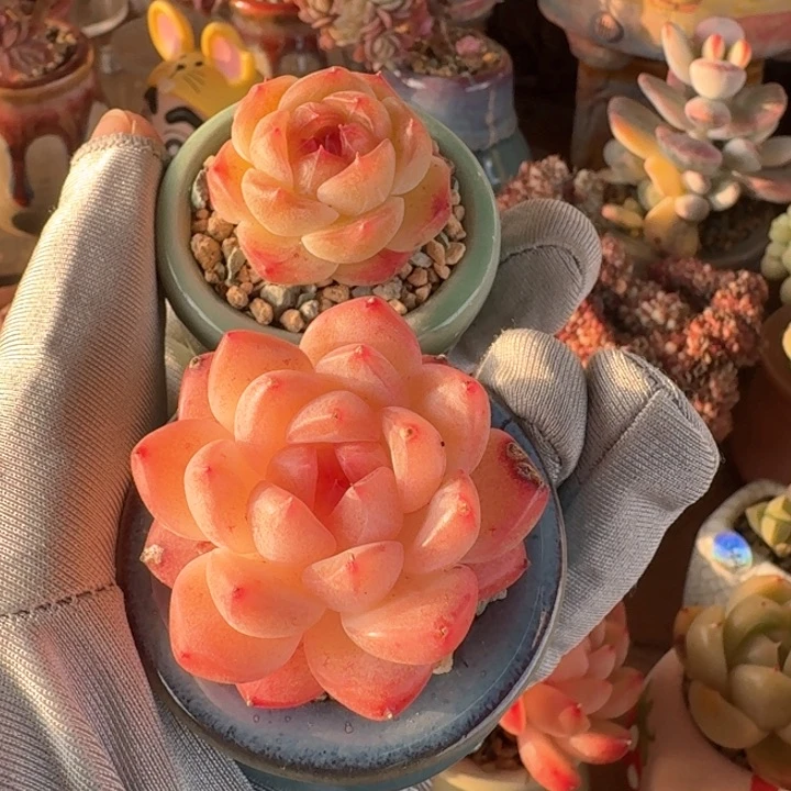 吴*茹多肉含盆土30元包邮除偏远