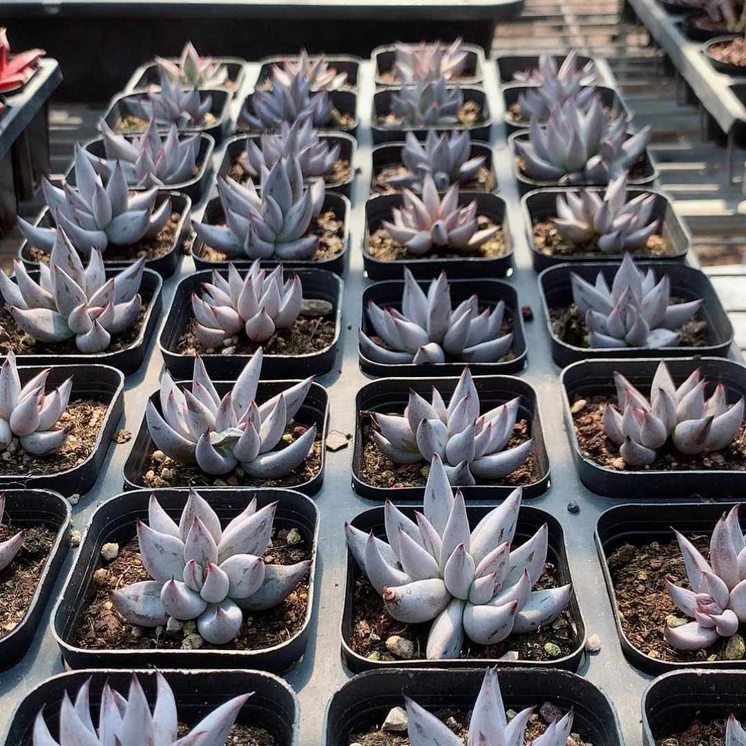 魔爪8888888996669999