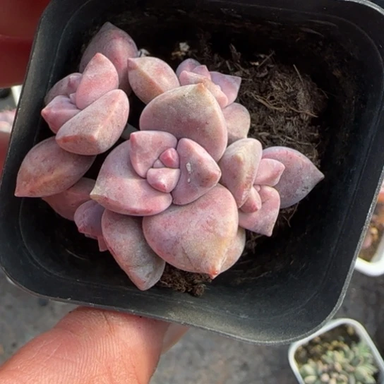 55紫乐多肉植物多