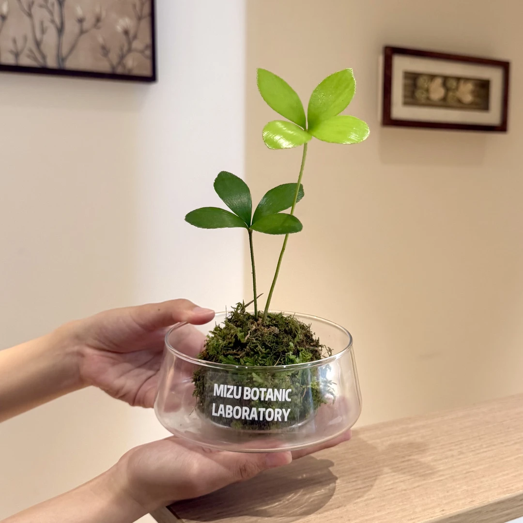 可爱墨西哥铁树苔藓球盆栽室内客厅办公室桌面观叶趣味花卉绿植