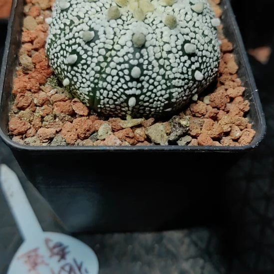 夏***。实生北村奇迹兜脱盆发货