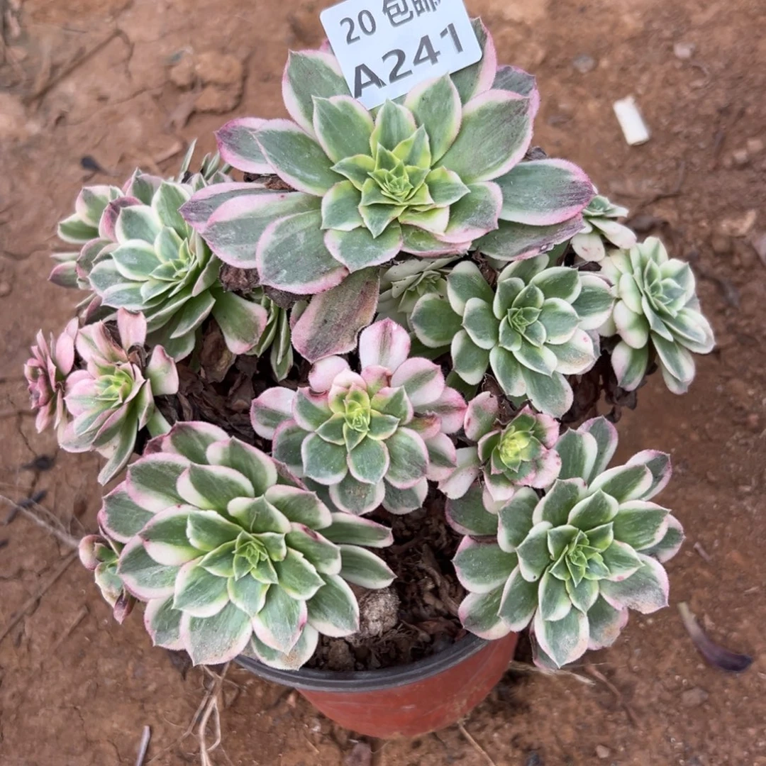 241海王，多肉法师