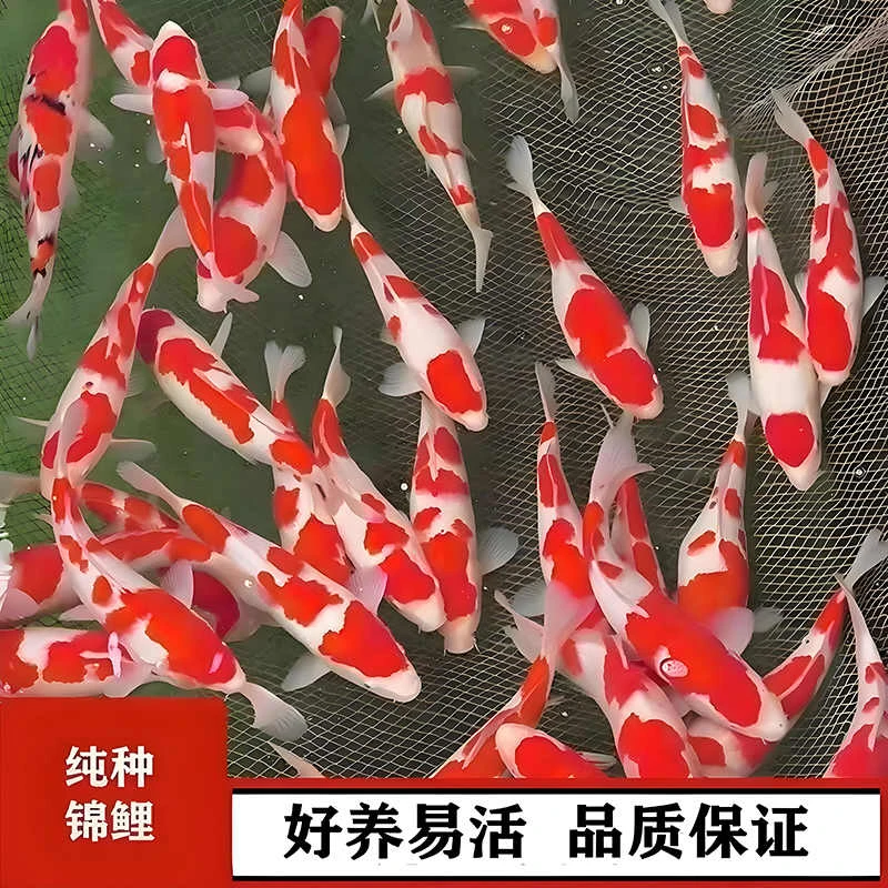 日本引进大正三色红白锦鲤金鱼观赏鱼冷水淡水热带活体好养小鱼苗