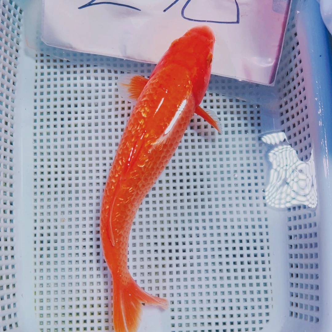 海水鱼锦鲤观赏鱼