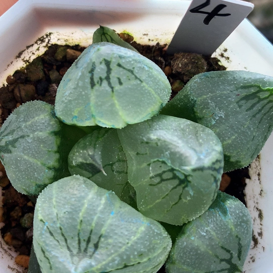 杨贵妃，4号，一物一拍