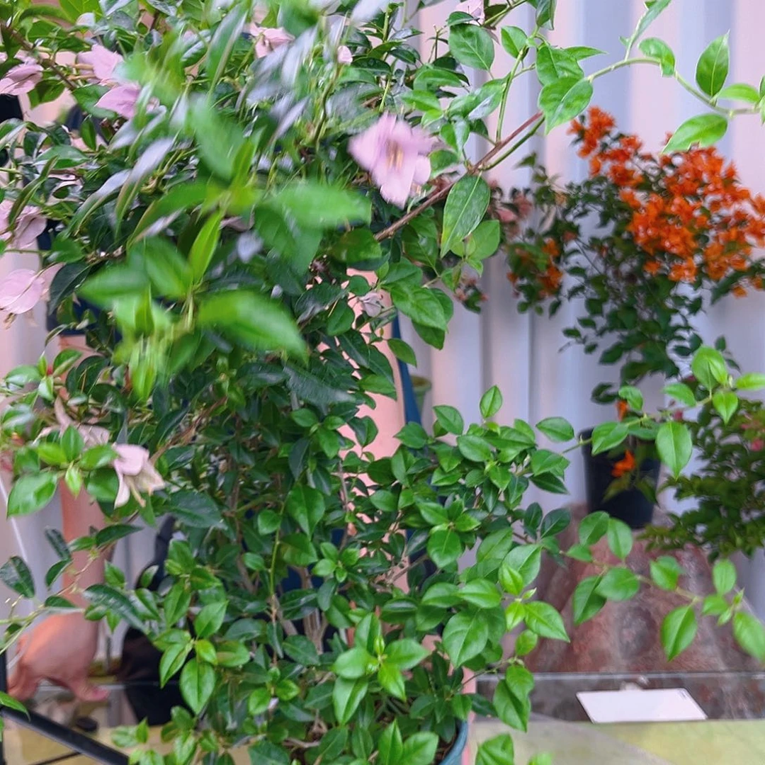 当前无花栽培后可以开花柳叶苹果花带竹一颗