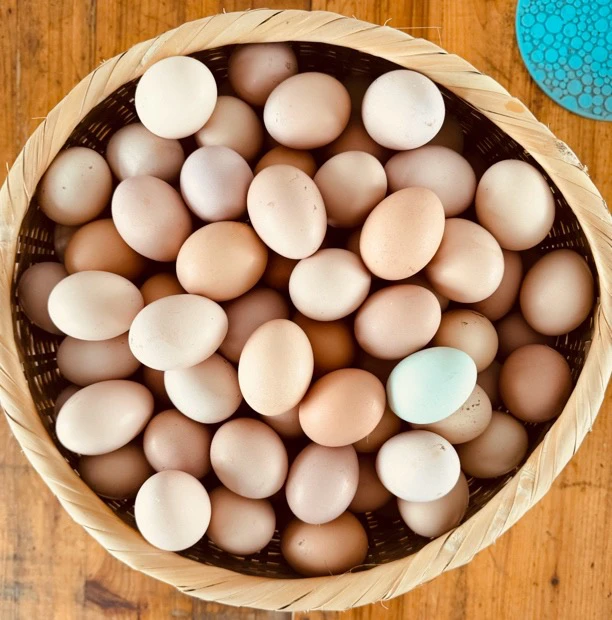 【寿州意农】散养鸡正宗土鸡蛋自由觅食笨鸡农村散养顺丰冷链包邮