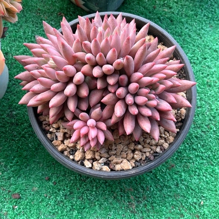 红体虞美人12号码牌子的