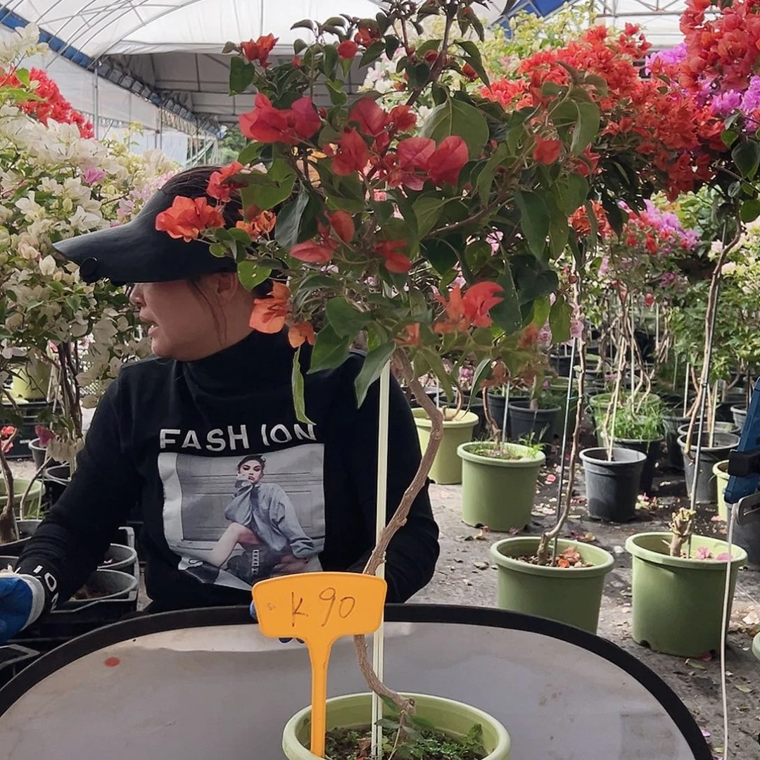 宁***瀞大部分花苞少量开放K90暗夕