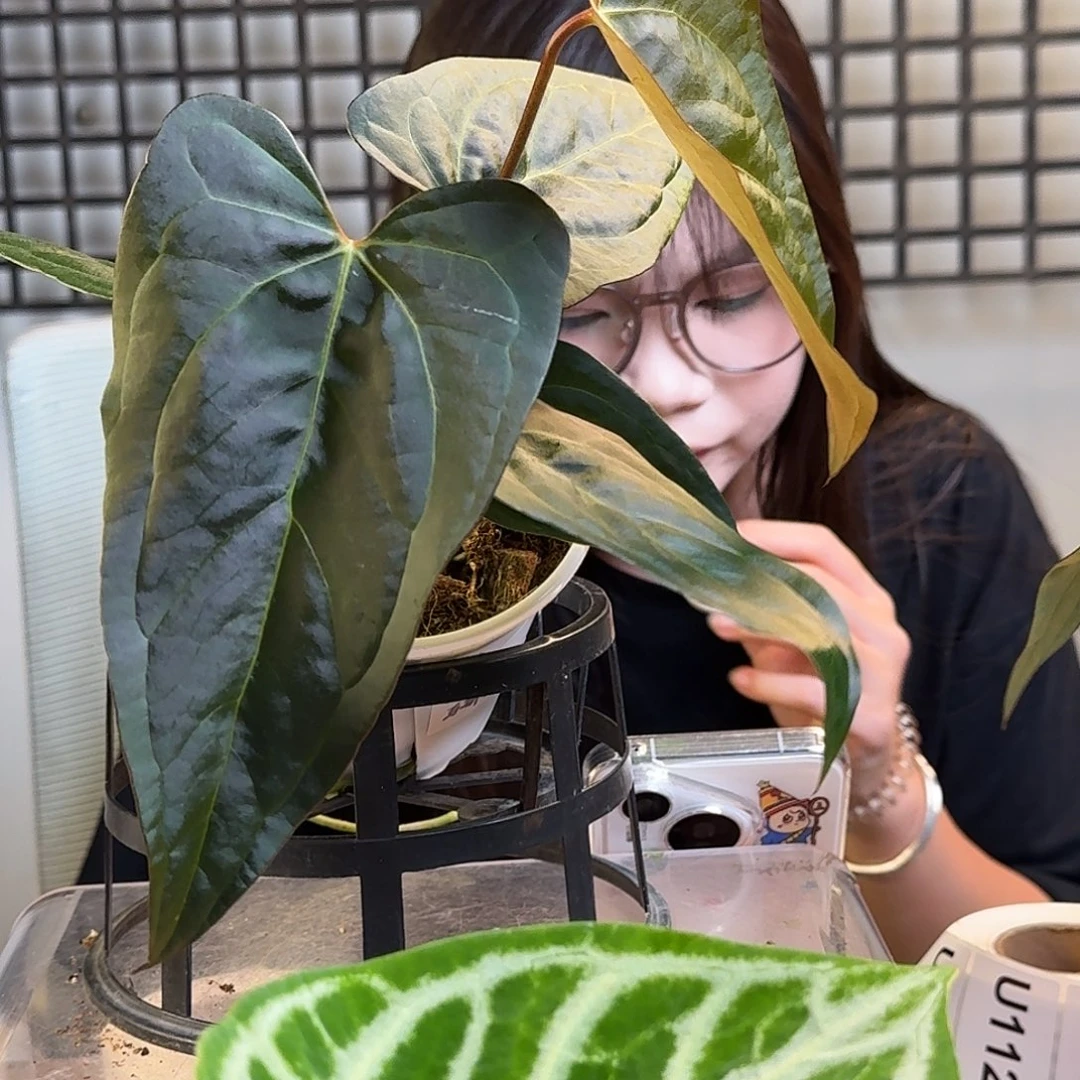 无花朵小*一物一拍U109老叶消耗