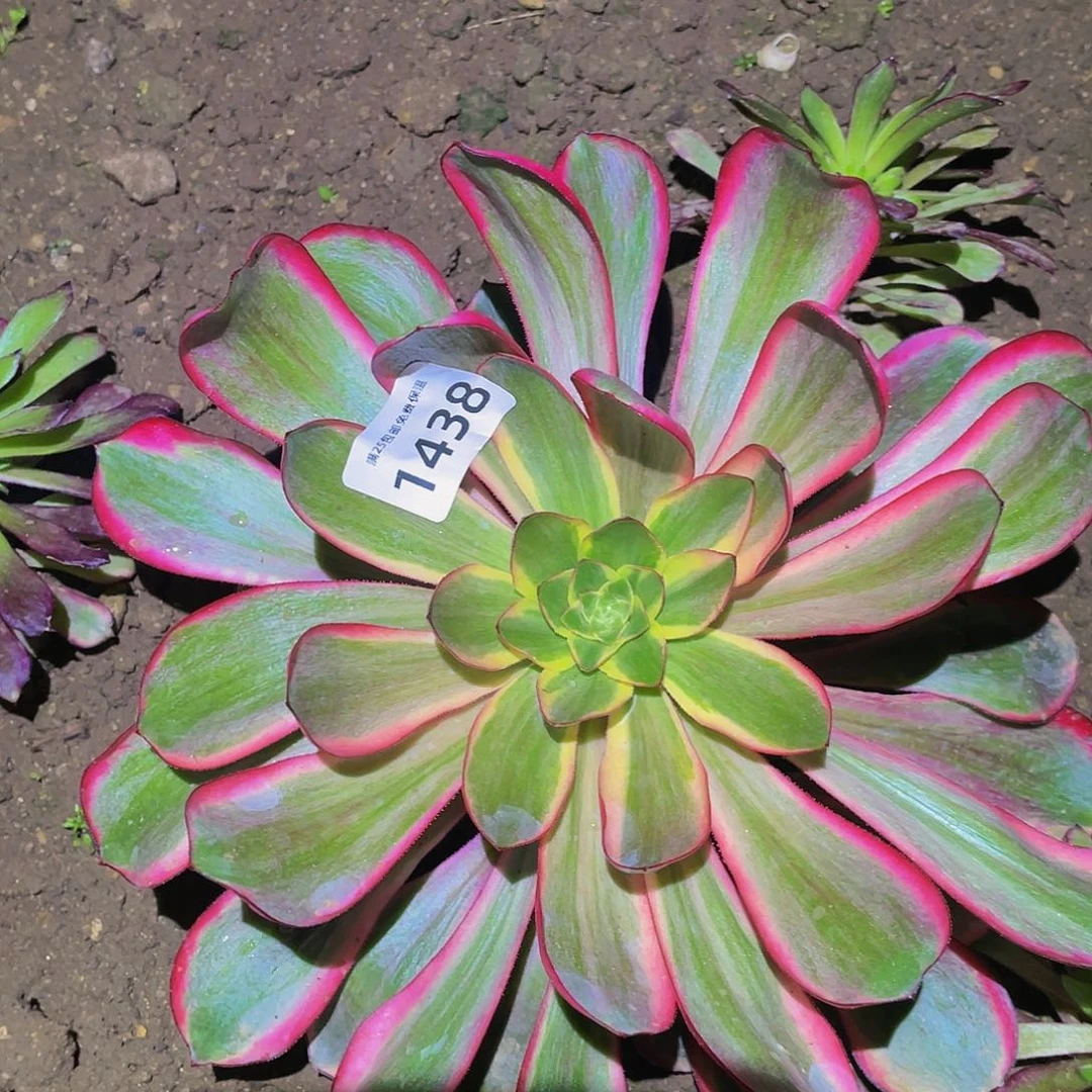 1438巫毒锦花脸两个侧芽多肉植物