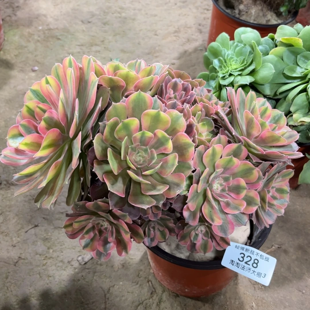 328雅典娜特价多肉植物法师