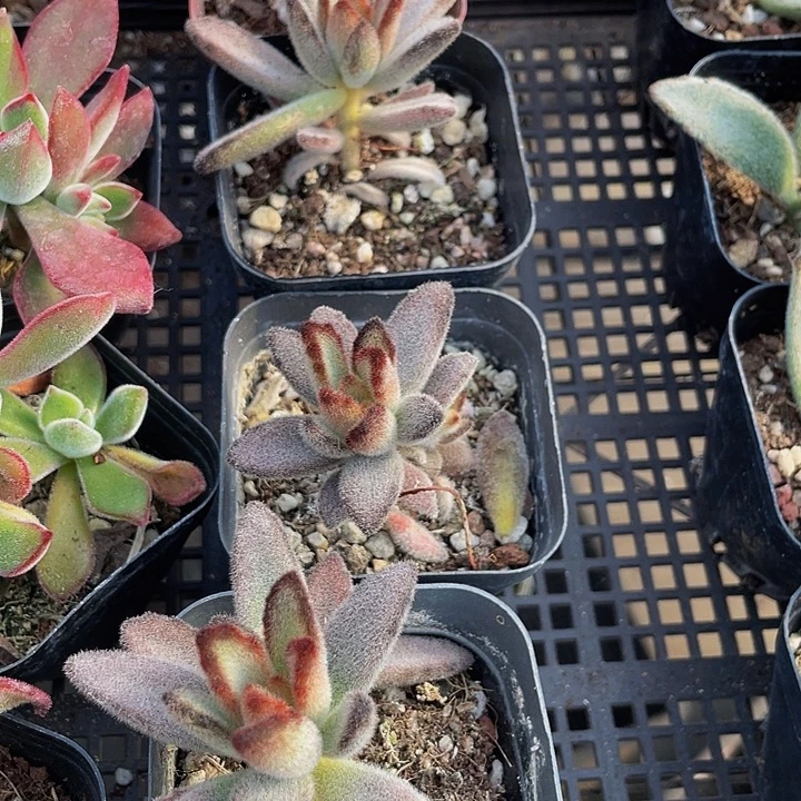 灰兔儿带盆土发过