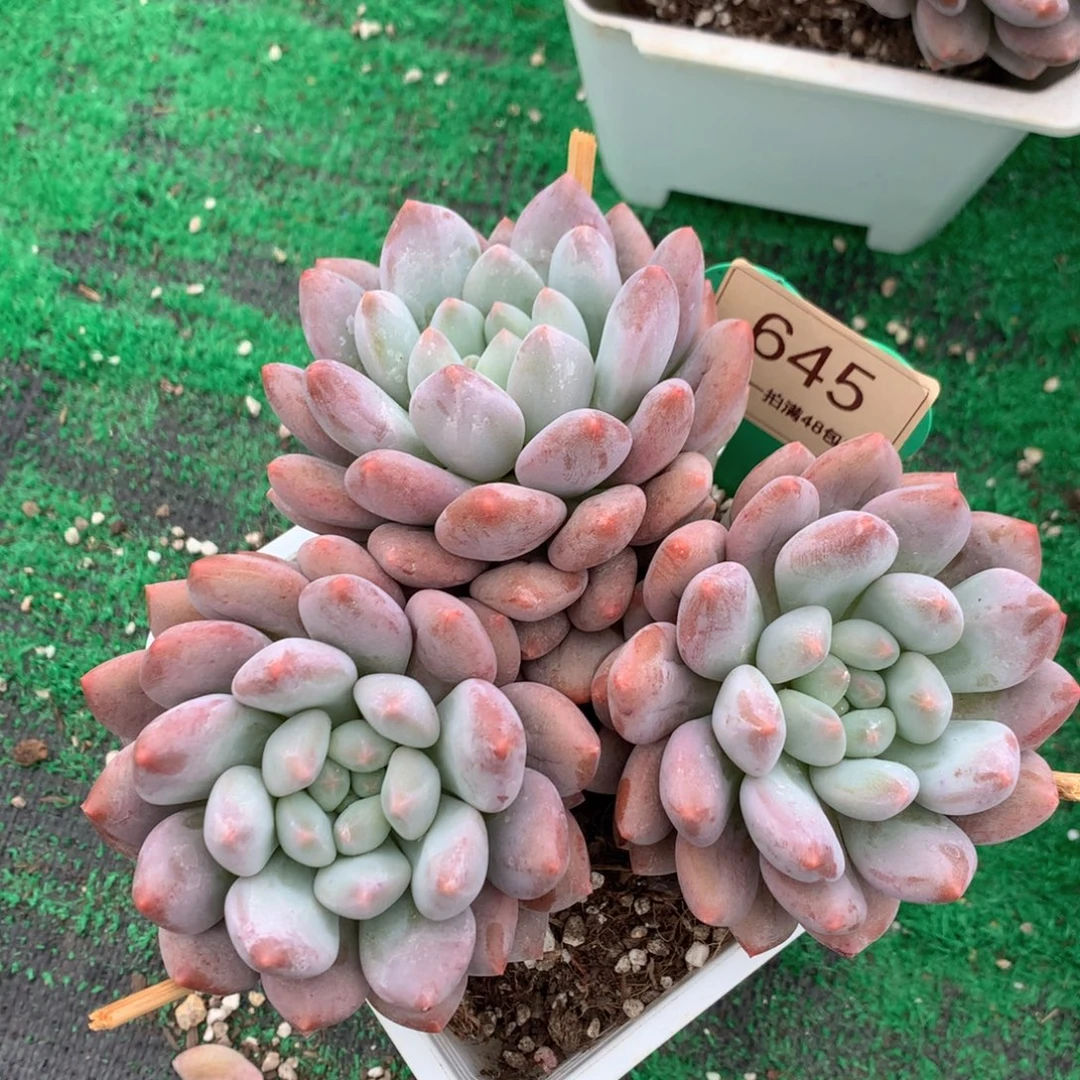 半夏老桩无砍平头645