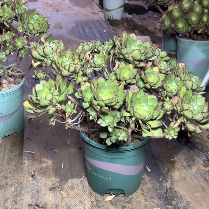 95青衣多肉多肉多肉