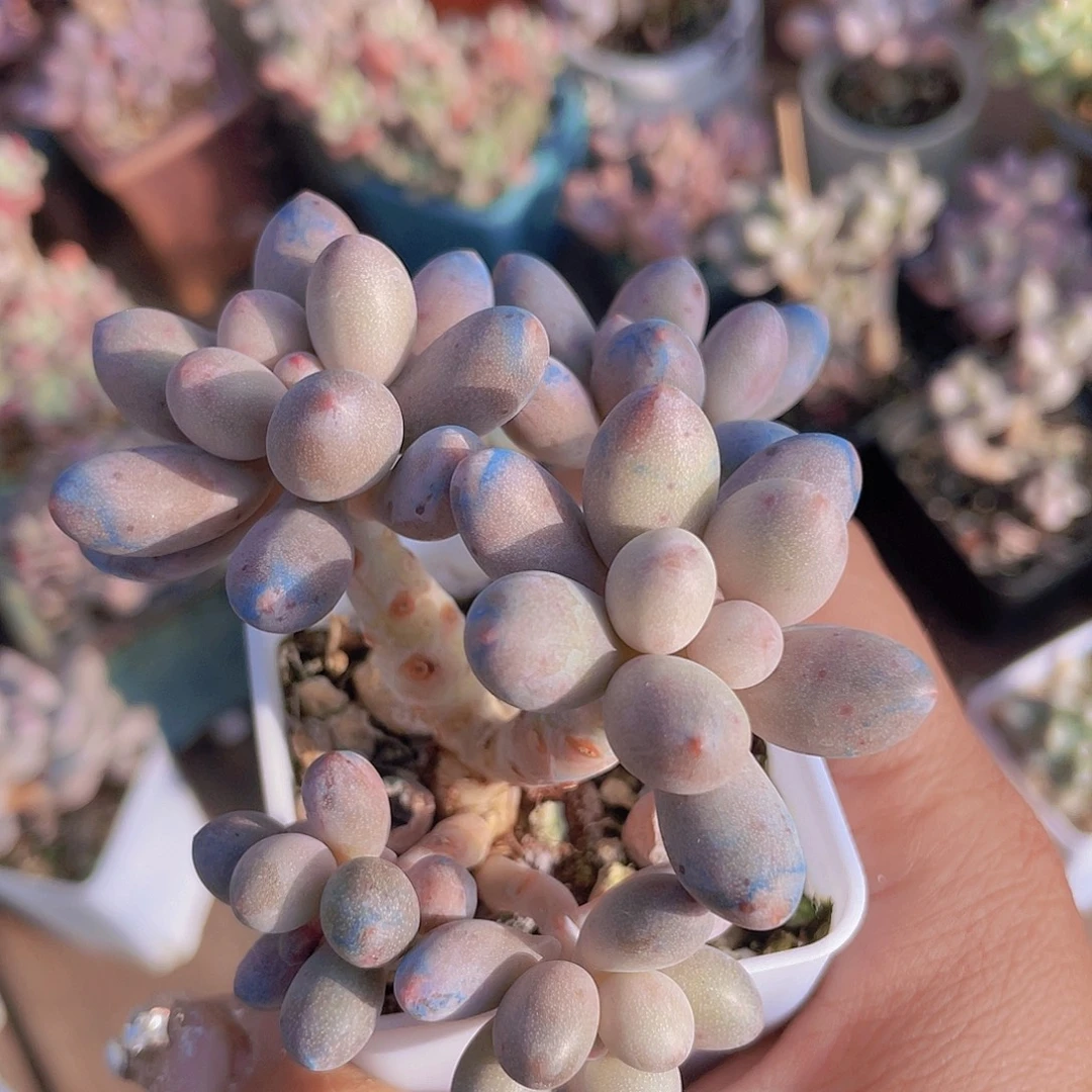 5头奶尖 桃花奶 仙子奶酪