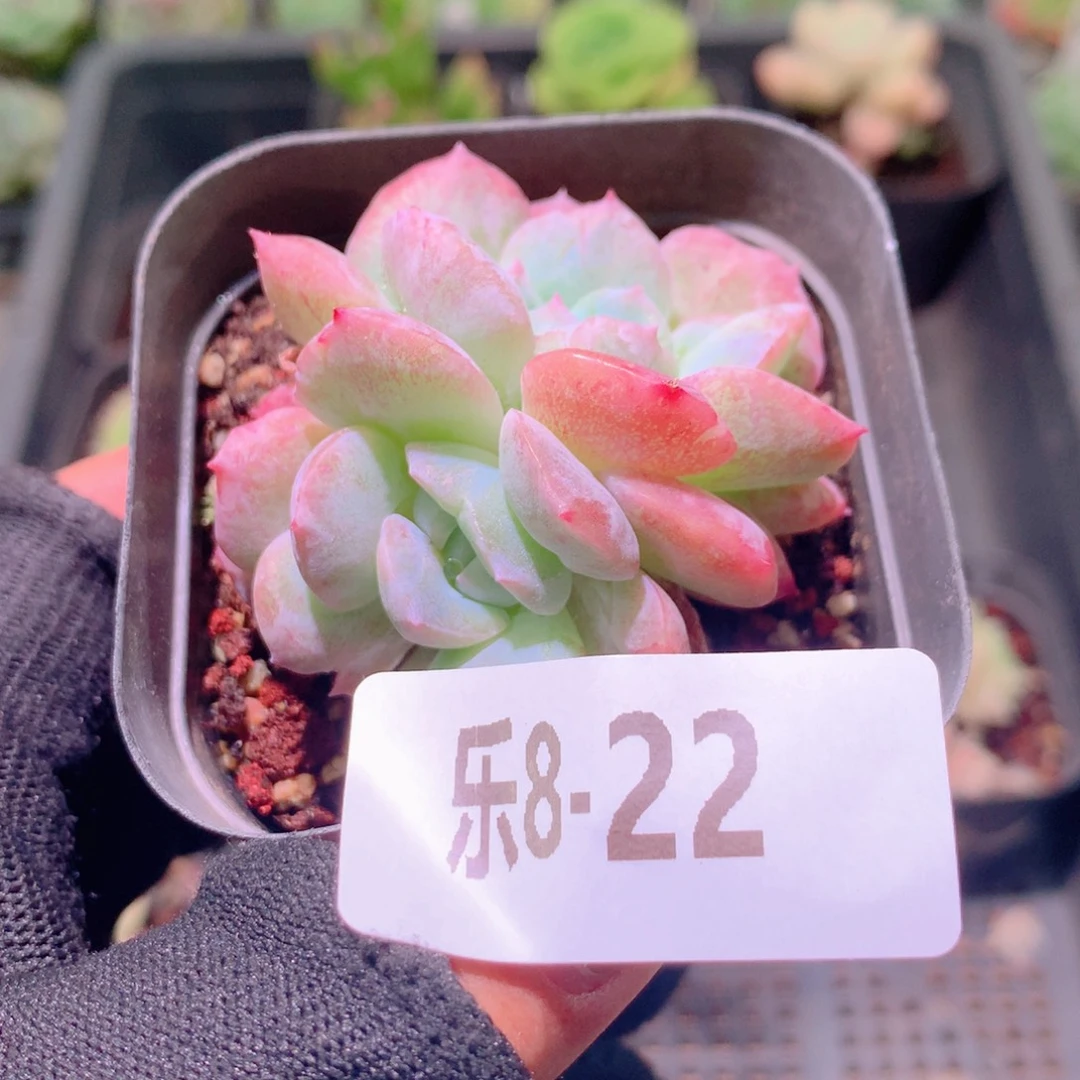 乐然8-22 新品双头