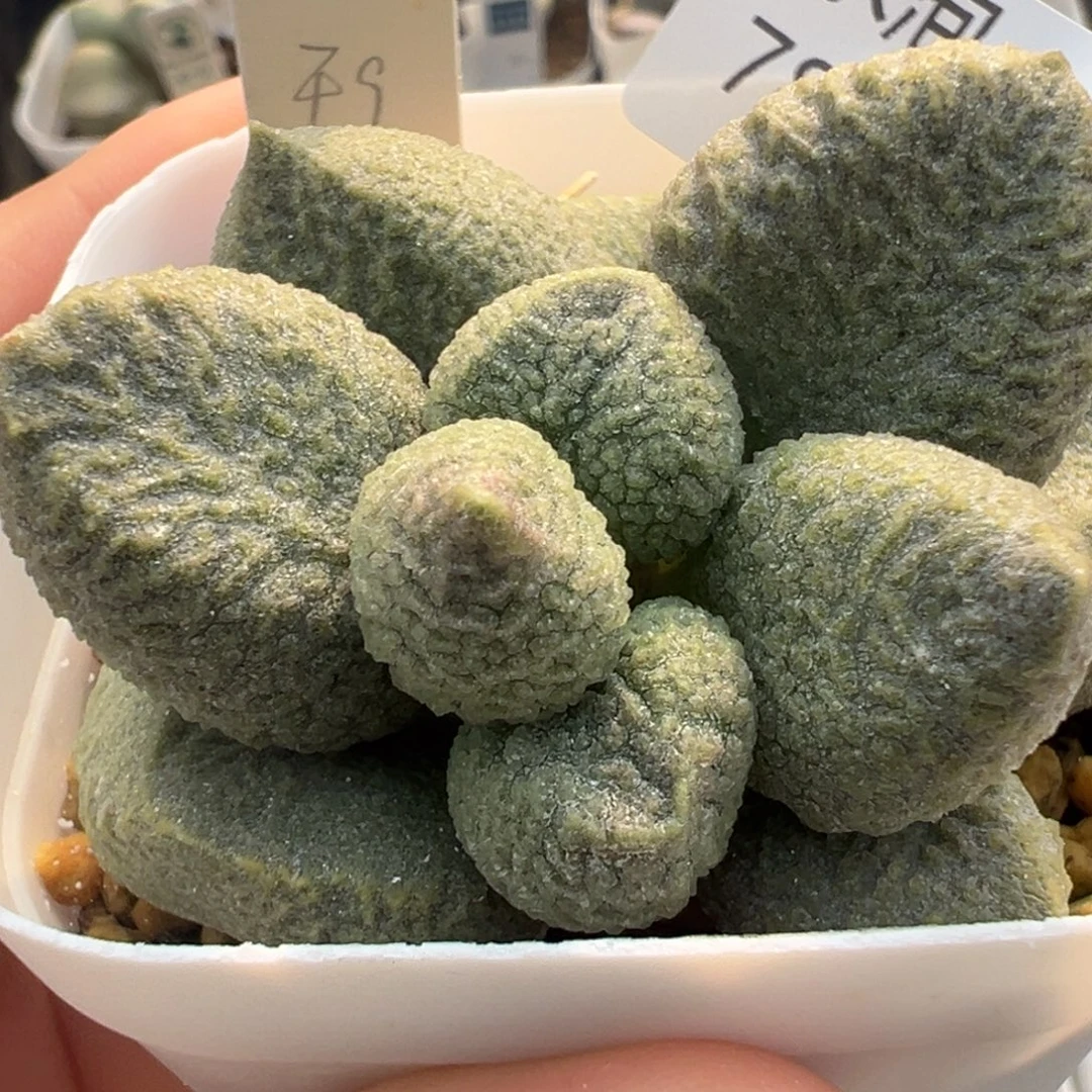 784胖嘟嘟蛋形老桩