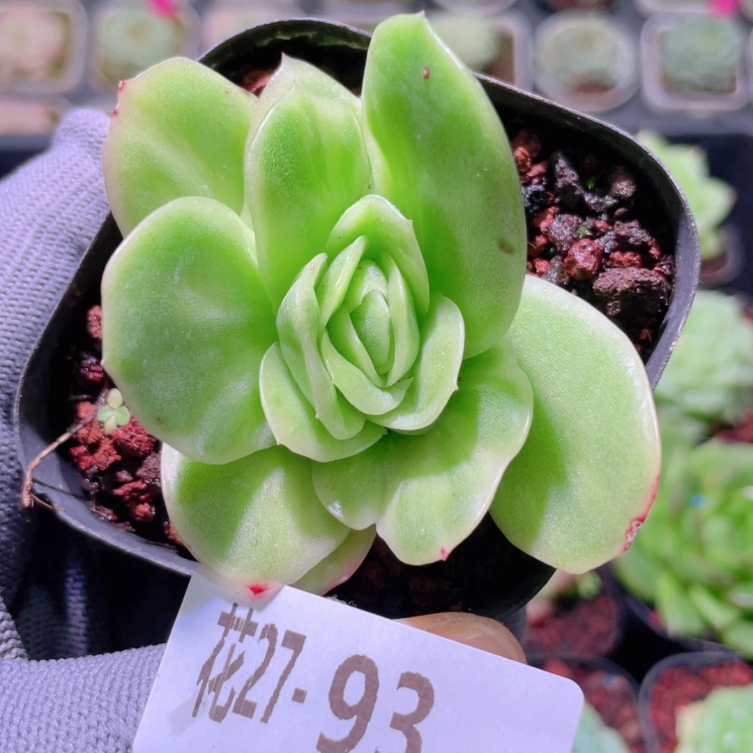 花利美27-93冰玫瑰锦