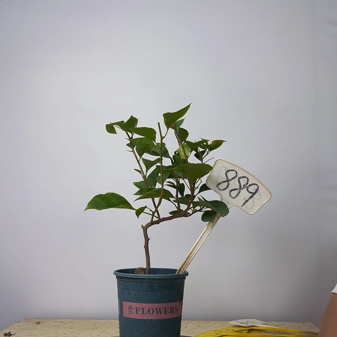 当前无花栽培后可以开花   造型杆   波伊斯玫瑰  889