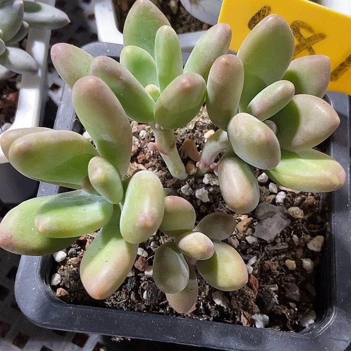 多肉植物芒果奶581多肉