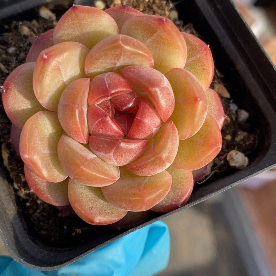 173东篱下多肉植物盆栽