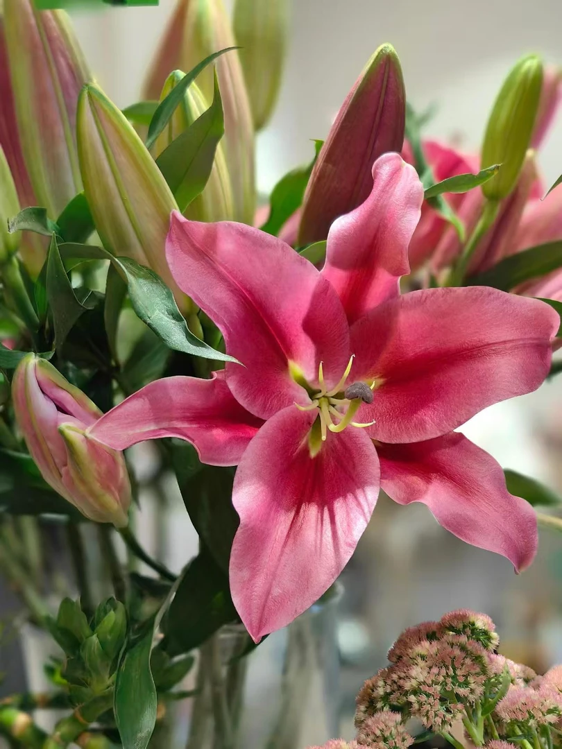 【红香水百合】  全场任意满两单及以上鲜花包邮发货