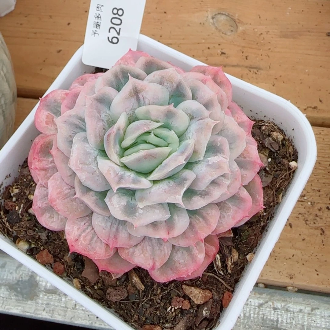 泡泡纱裙，6208多肉植物