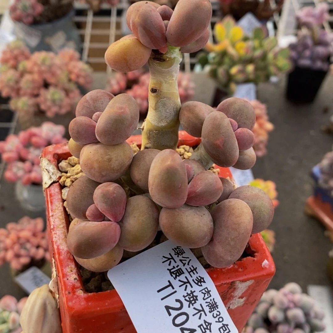 芒果奶酪金蟾kk奶204/8c m