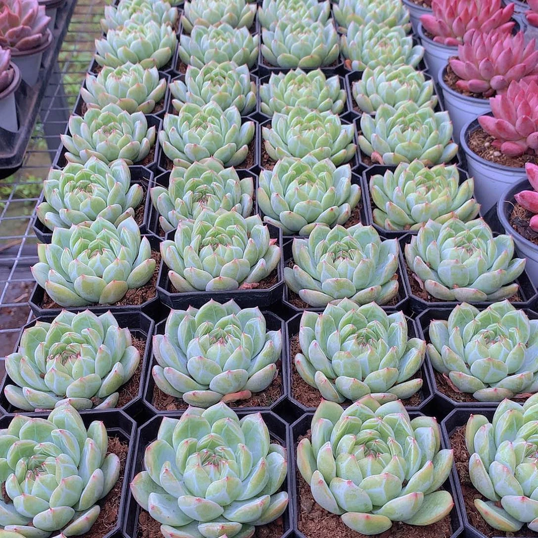 雪花珍妮3567788999000
