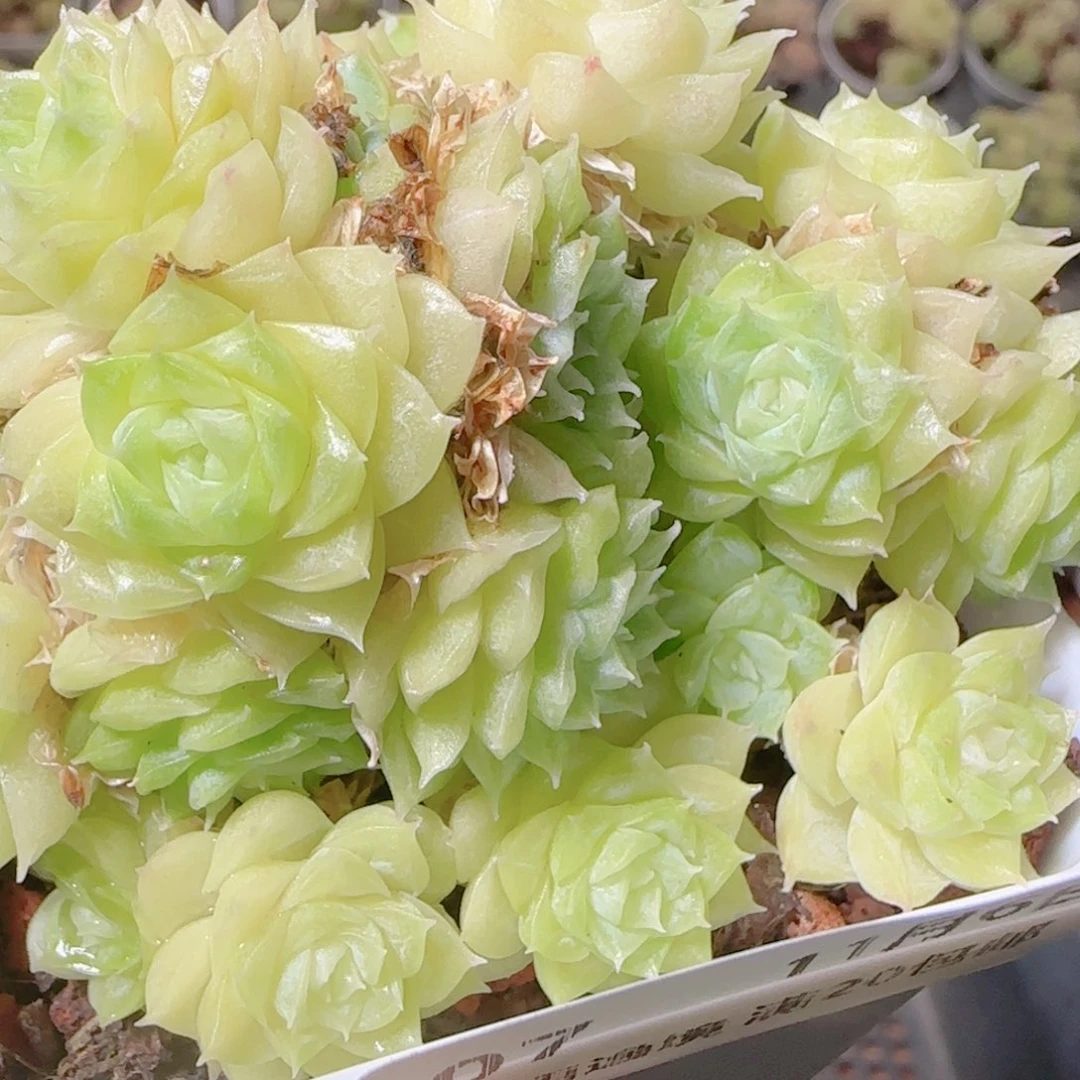 花语逸镜1106-07开播福利散