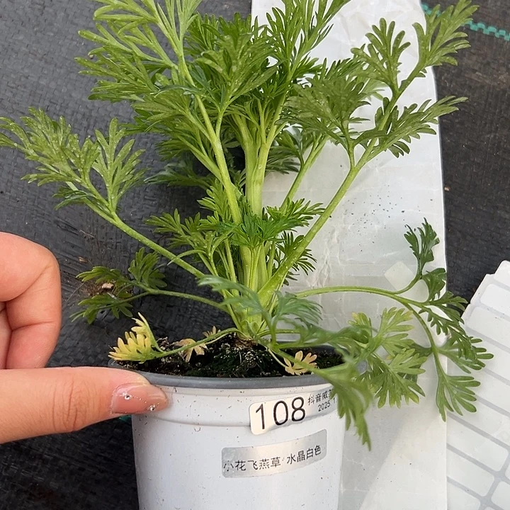 红陶爱***子抖音直播闪拍108