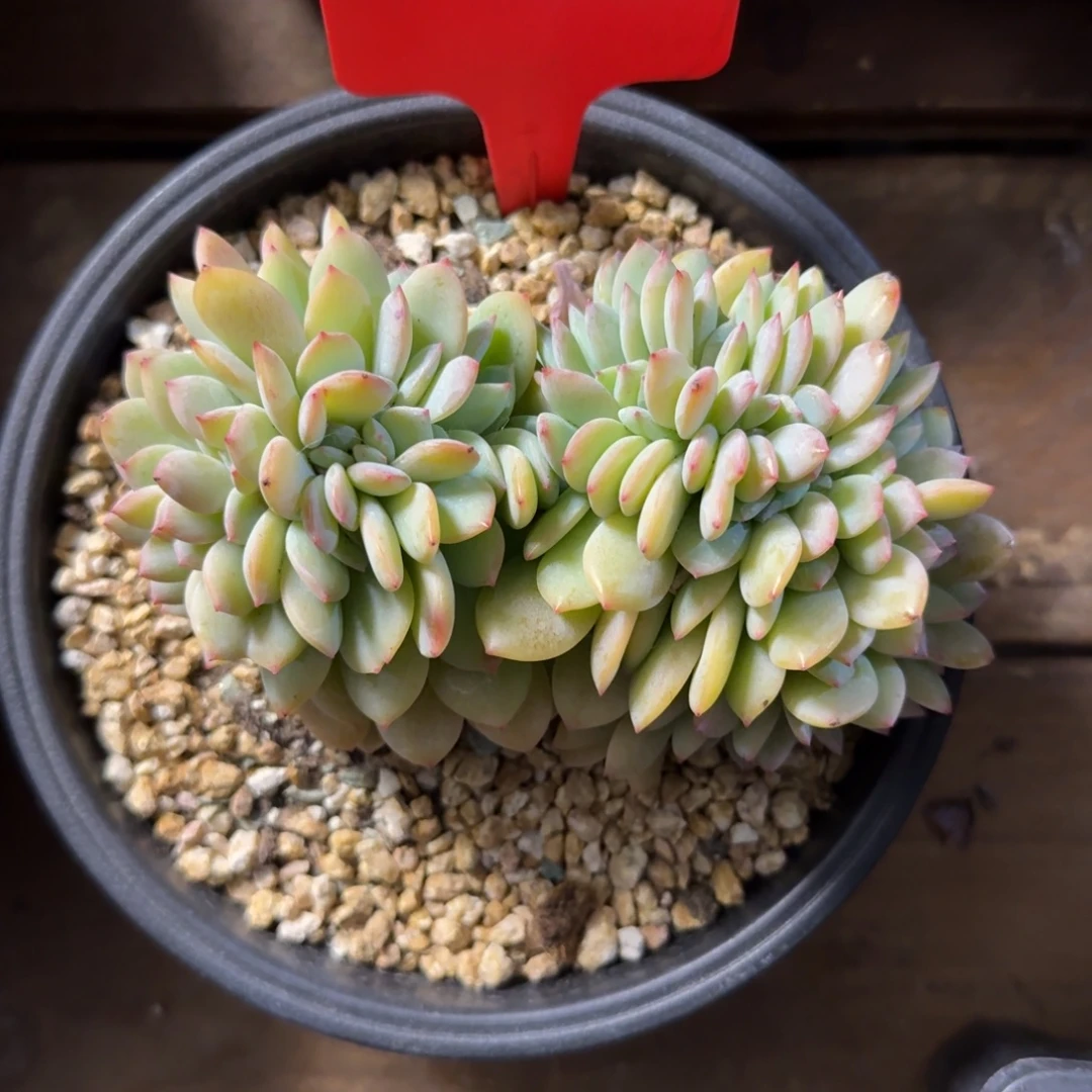 暮光之城缀化111111111111