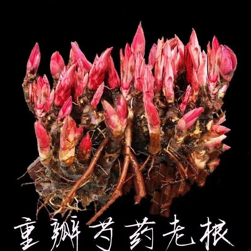 四季开花浓香型芍药花卉易活芍药球根大花苗室内外盆栽阳台