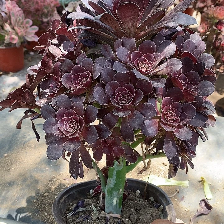 227黑法师多肉植物