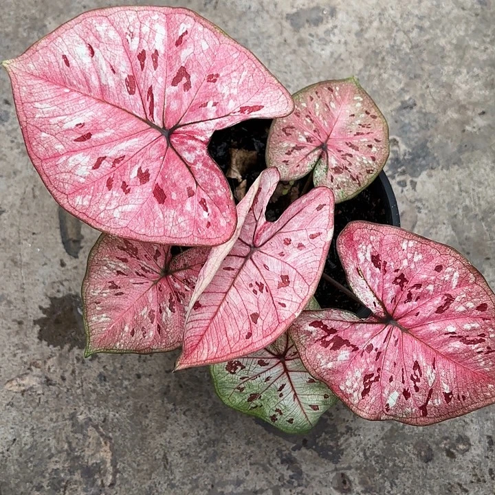 56-1210草莓圣代广东现货