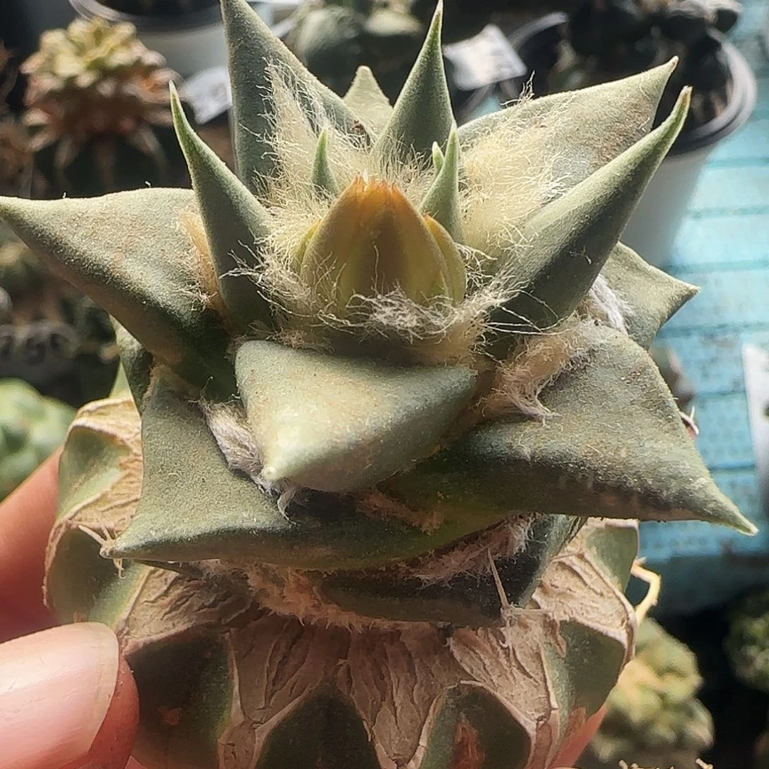 龙牙牡丹709仙人球