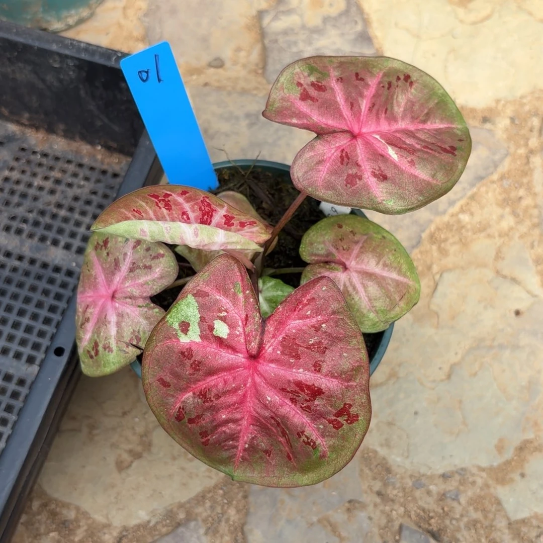 芭提雅泰国彩叶芋01-0924