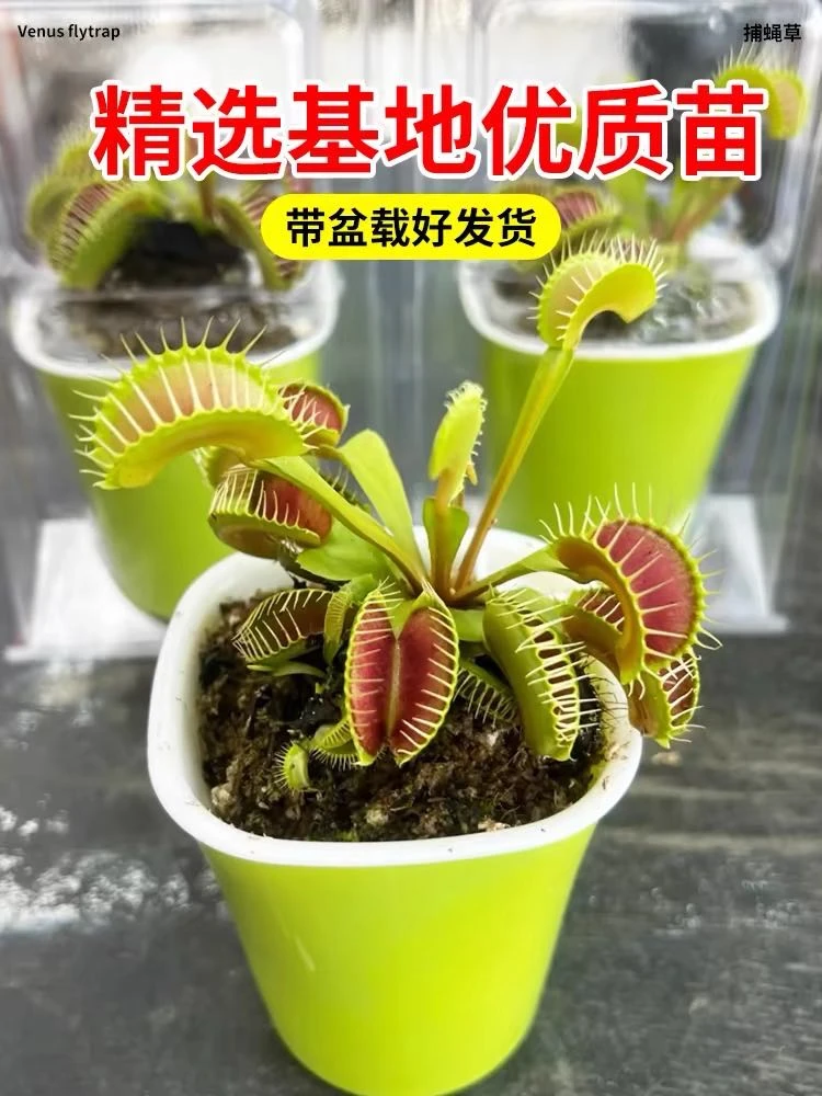 【新疆包邮】捕蝇草（简易盆）驱蚊虫食虫草花卉（下单送一袋蔬菜种）