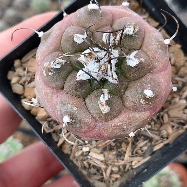 孤品实生紫皮大单头娇丽4.8cm