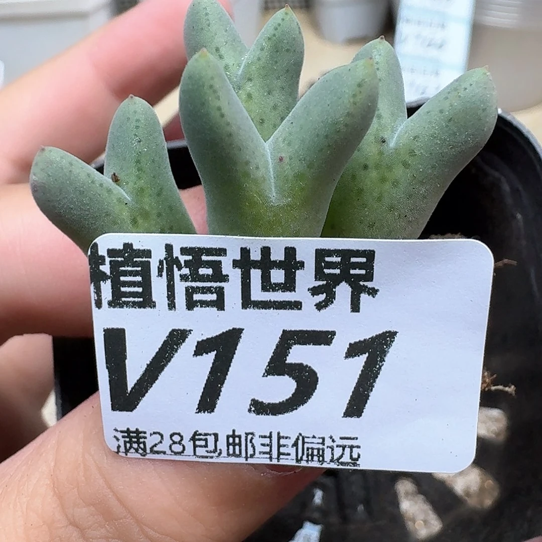 多肉植物多肉植物