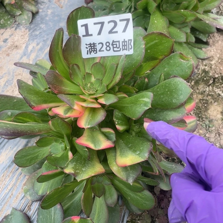 1727二号棚七彩多肉植物M